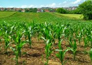 Gambar ladang Jagung