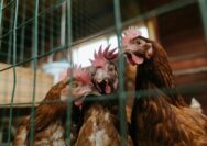 Cara Mengatasi Ayam Tidak Nafsu Makan