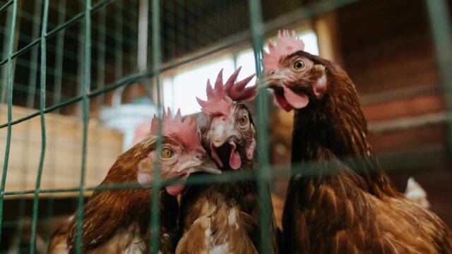 Cara Mengatasi Ayam Tidak Nafsu Makan