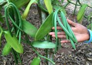 Tips Berkebun Tanaman Vanilla